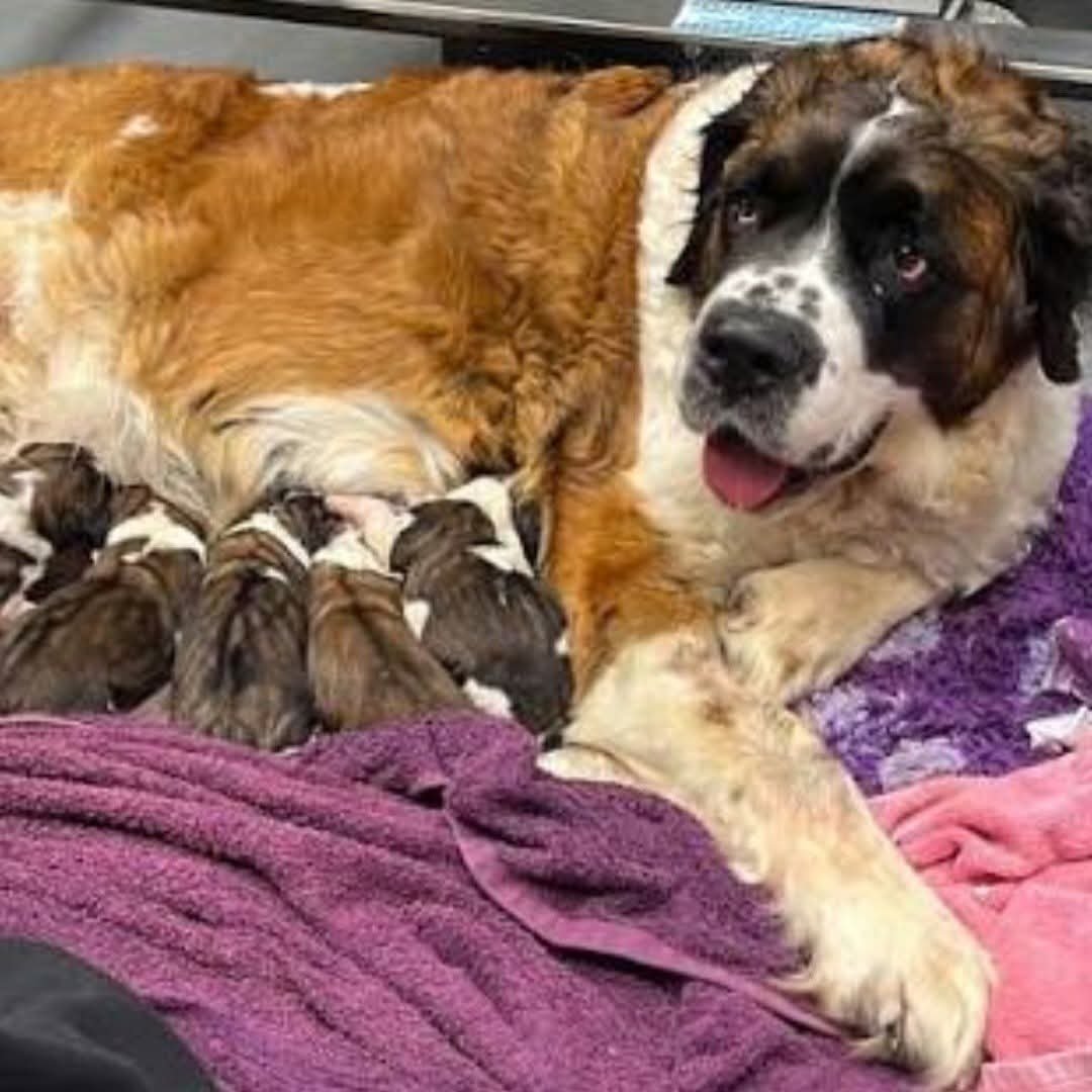 ColoSaintRescue's tweet photo. 🚨   CSBR has been asked to help a mama Saint, with 8 newborns.   In order to help, we need a foster.  This is time sensitive! Mom gave birth 4 days ago.

Please message us if you are up to the task.  We have a whelping box ready. And a 5×10 kennel ,that can be setup to make things easier.  We will also be accepting donations to make this happen.

(Not actual dogs pictured)

We will share real pictures after CSBR has brought this little family into rescue.