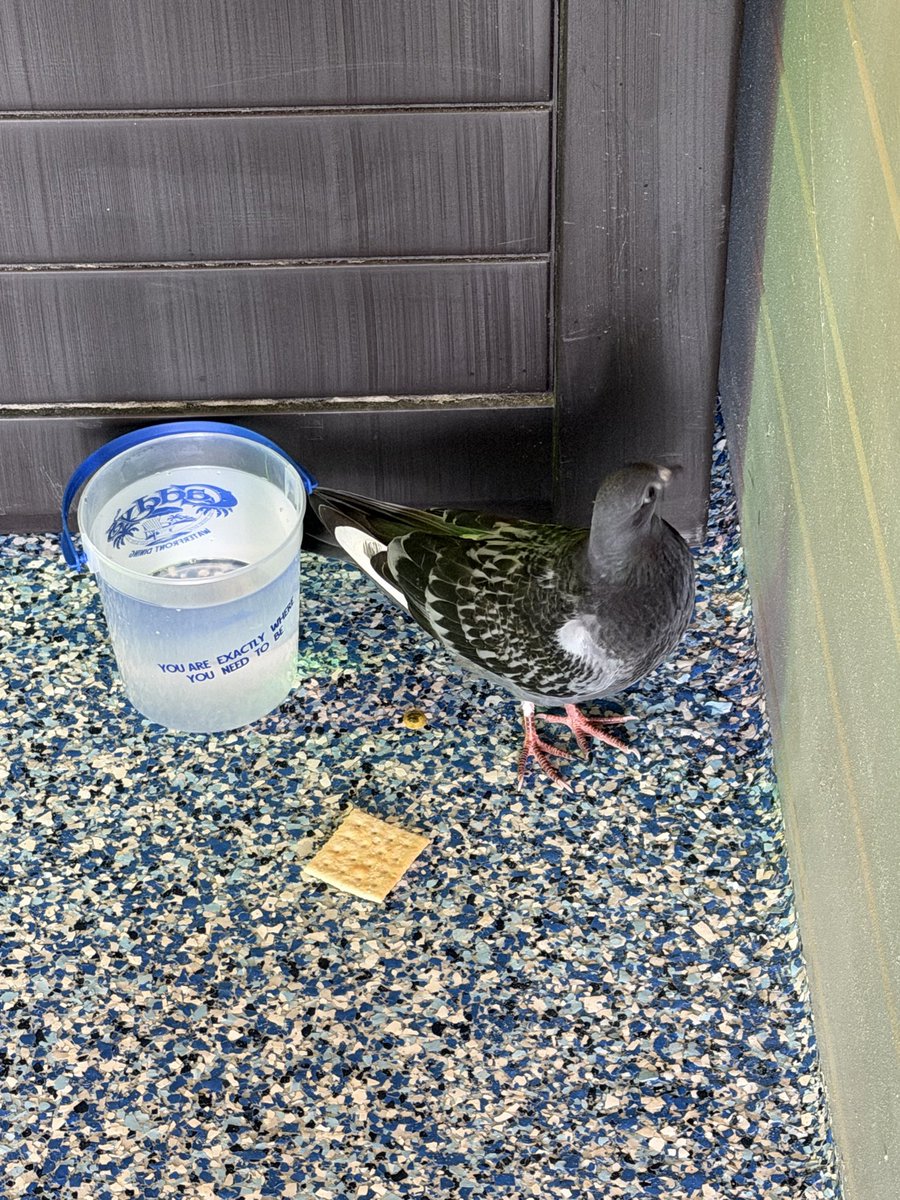GeoGamesBoss's tweet photo. My local bar has an in-house pigeon who gets overwhelmed with people on the weekends so they give him a little corner of the bar for himeself https://t.co/fUdhFd4XnC