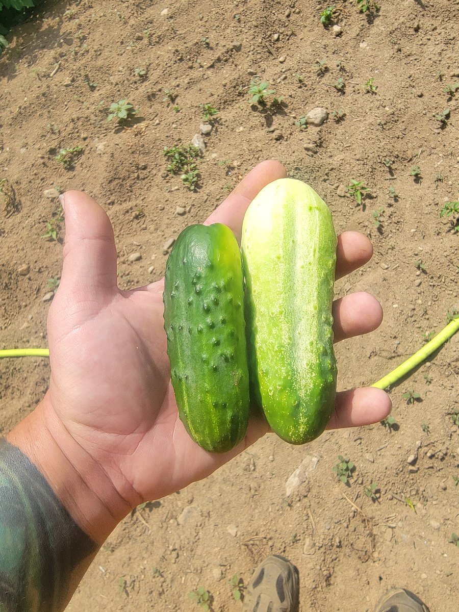 scbysnx's tweet photo. First cucumbers of the year https://t.co/IHIdQKUuAt