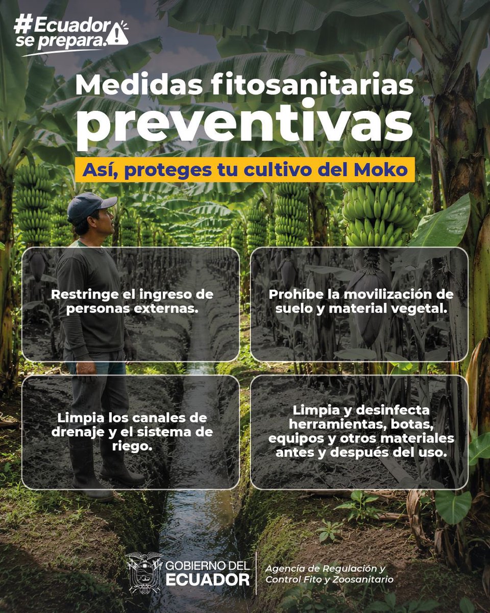 AgrocalidadEC's tweet photo. #EcuadorSePrepara para el evento El Niño y para eso también necesitamos de tu ayuda. 💪🏾
🆗Desde #Agrocalidad te recordamos estas medidas fitosanitarias para proteger tus cultivos.
✅Más información en: https://t.co/GYxj7i7SpB
🇪🇨 #GobiernoDelEcuador
#MAGP https://t.co/FOfkO5VlKl