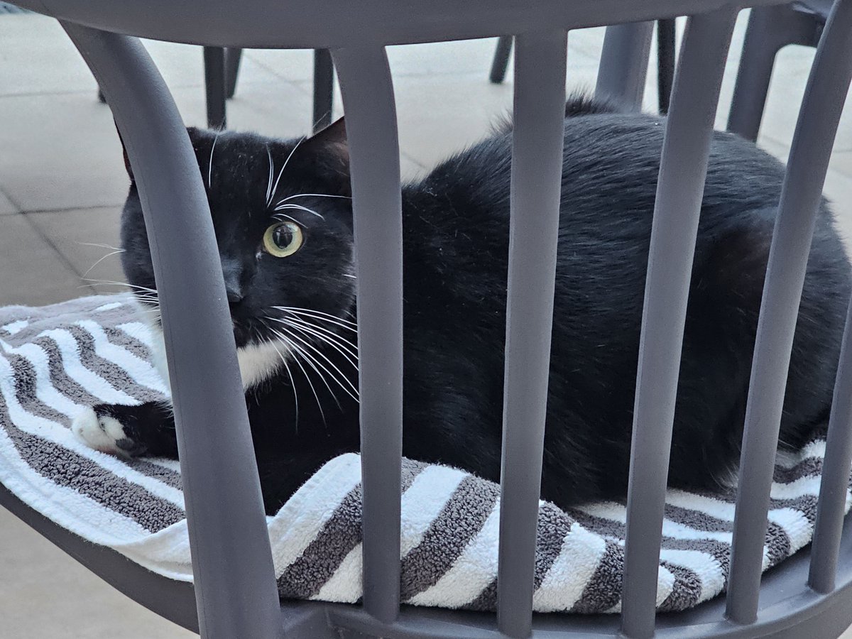 J_Bella_S's tweet photo. Meet Archie #Caturday a #Londoner not applying to be No. 10 North chief mouser. @Number10cat https://t.co/wqEunC3Whm