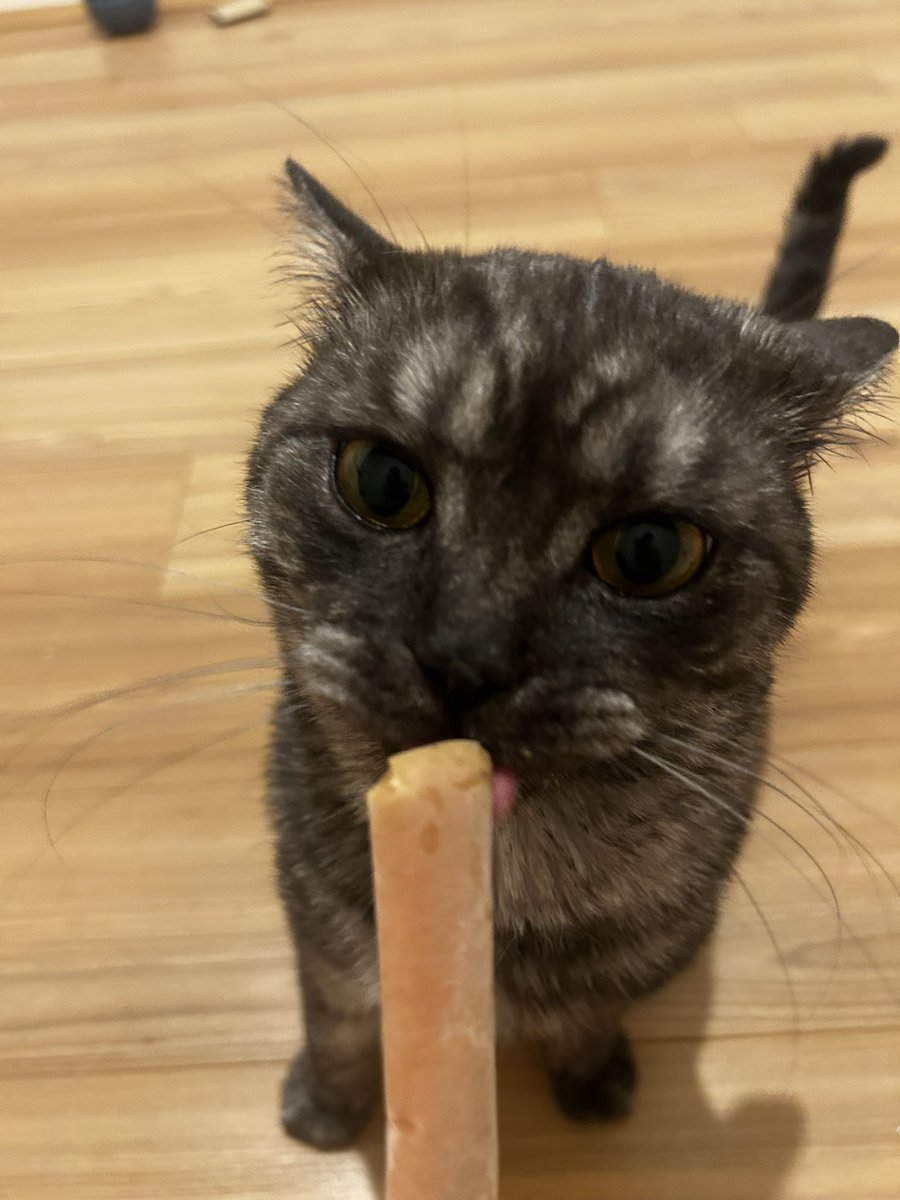 citivit's tweet photo. yaptigim kedi dondurmasi marstan da onay aldi https://t.co/iYVDZpZnlE