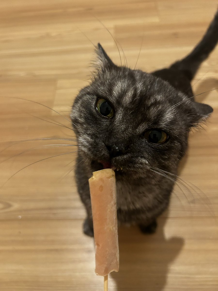 citivit's tweet photo. yaptigim kedi dondurmasi marstan da onay aldi https://t.co/iYVDZpZnlE