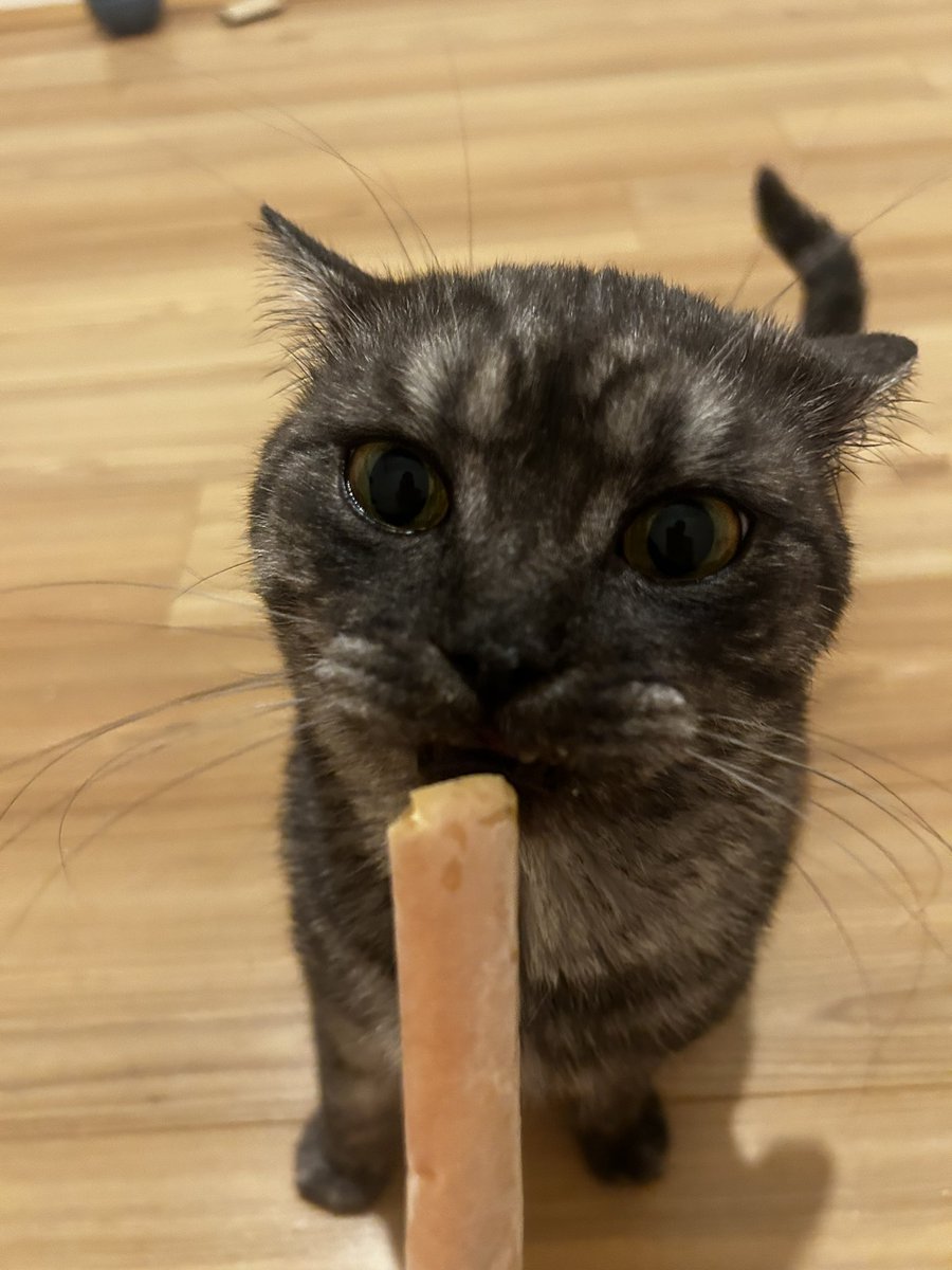 citivit's tweet photo. yaptigim kedi dondurmasi marstan da onay aldi https://t.co/iYVDZpZnlE