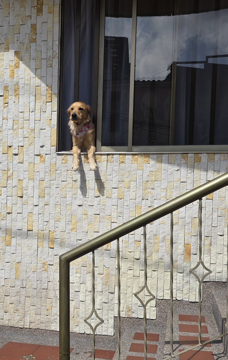 Lenna_eiou's tweet photo. Ustedes pensarán que yo solo vengo acá a ponerles fotos de animalitos, y sí.

Perrita en la ventana, óleo sobre piedra, 2026. https://t.co/3WjsXiaw2p