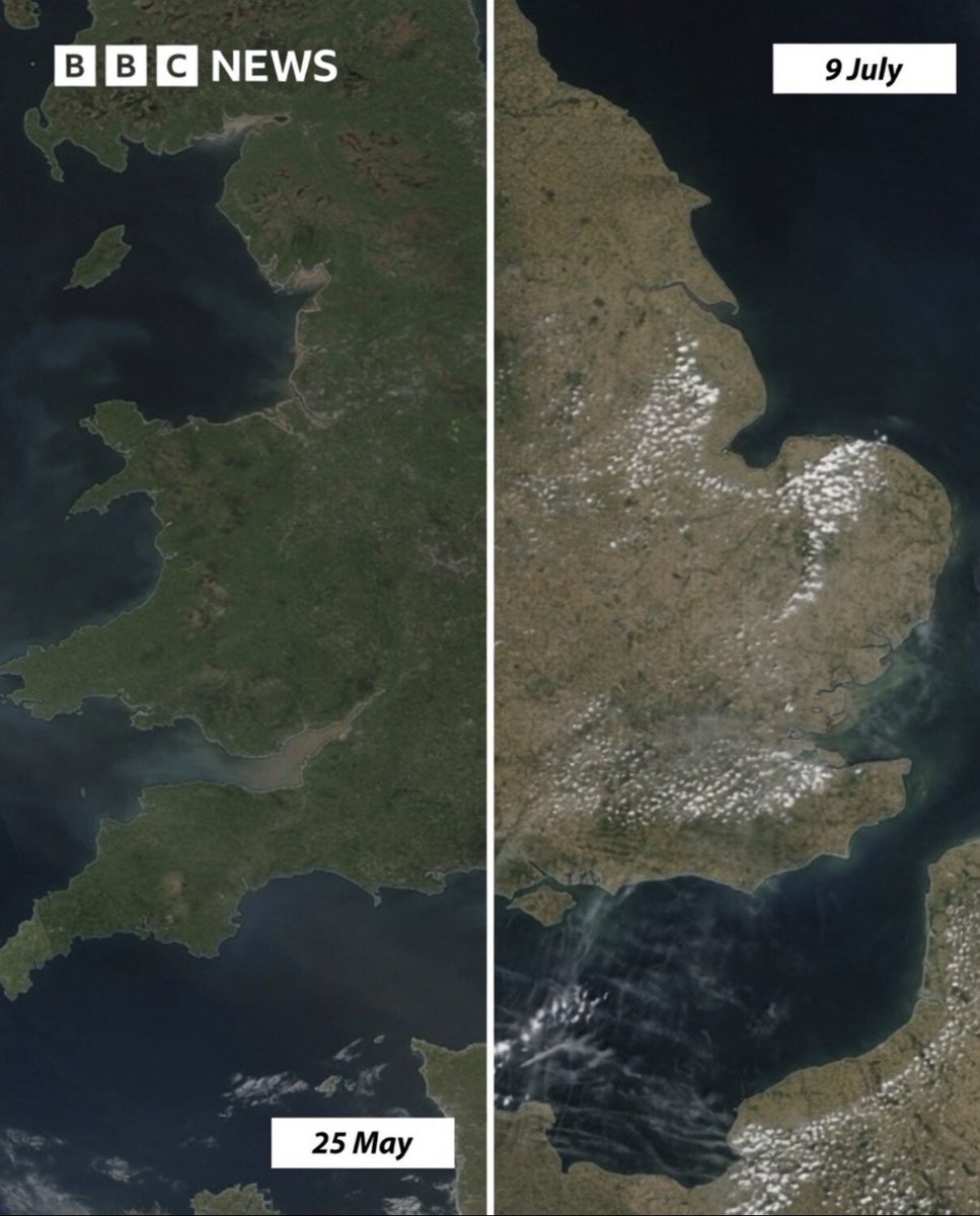 adamemedia1's tweet photo. The BBC has shared photos from NASA showing the change in UK this year between May and July.

There has been record heat and lack of rain. 

Hosepipe bans have been instituted. 

😳 https://t.co/kgtMIQdSdm