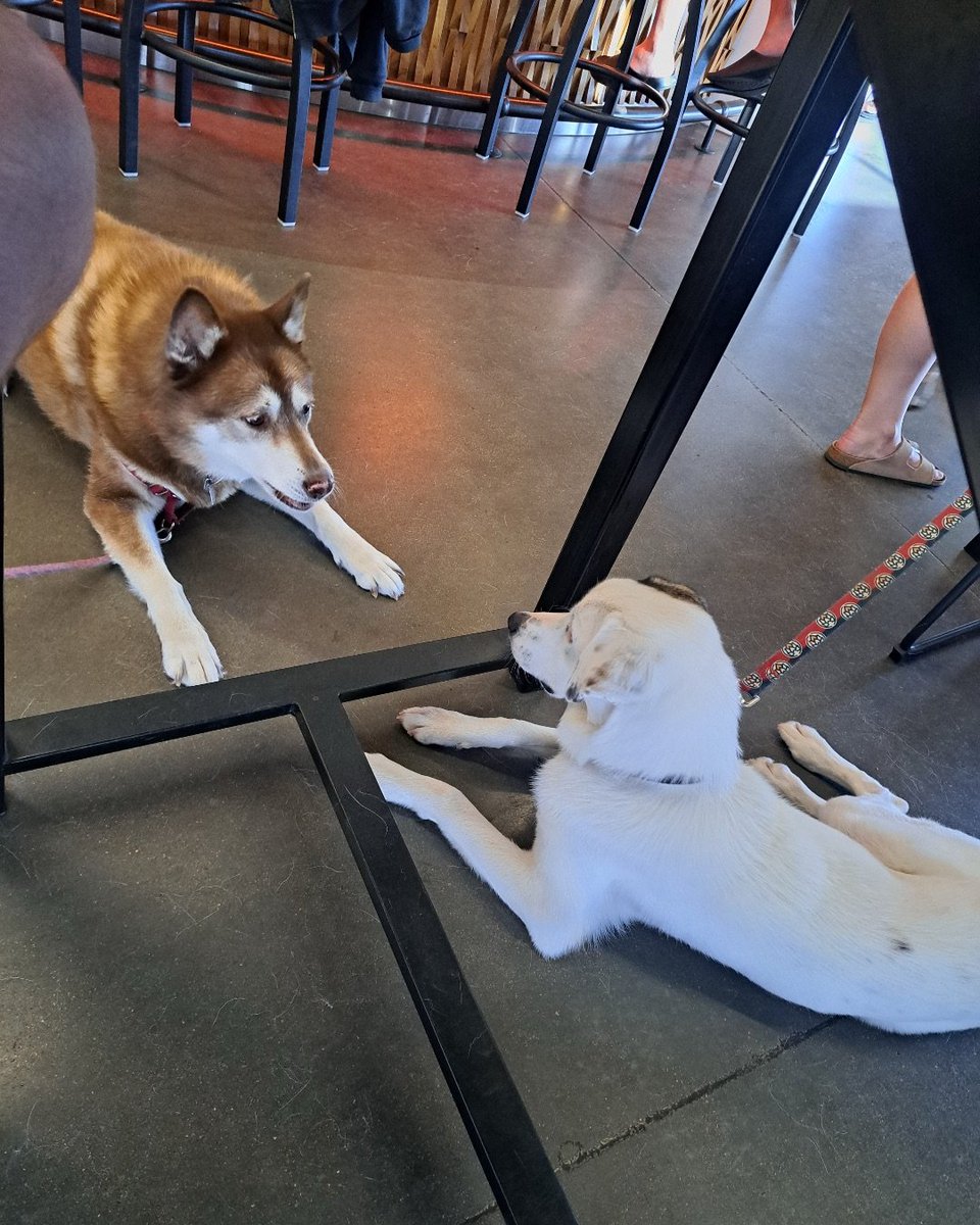 onlyfloofs's tweet photo. Making friends #huskies #DogsOfX https://t.co/opT8huAtyu