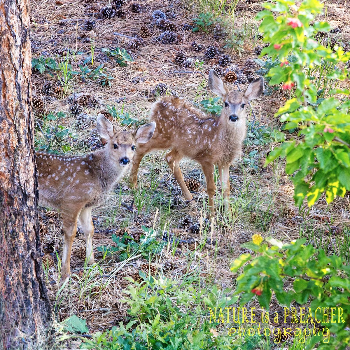 SandySmith26248's tweet photo. Two Mule Deer Fawns for Square Crop Saturday 💕 https://t.co/3iTMS8NbO5