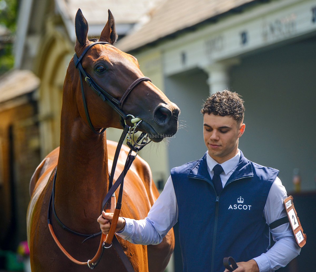 mjyharris's tweet photo. He’s danced the dance all over the globe…..Sha Tin, Del Mar, Ascot, Longchamp, Chantilly……and there is no escaping that he is one beautiful horse.

Goliath pre-parade before the King George. https://t.co/iXv5YaP2UK