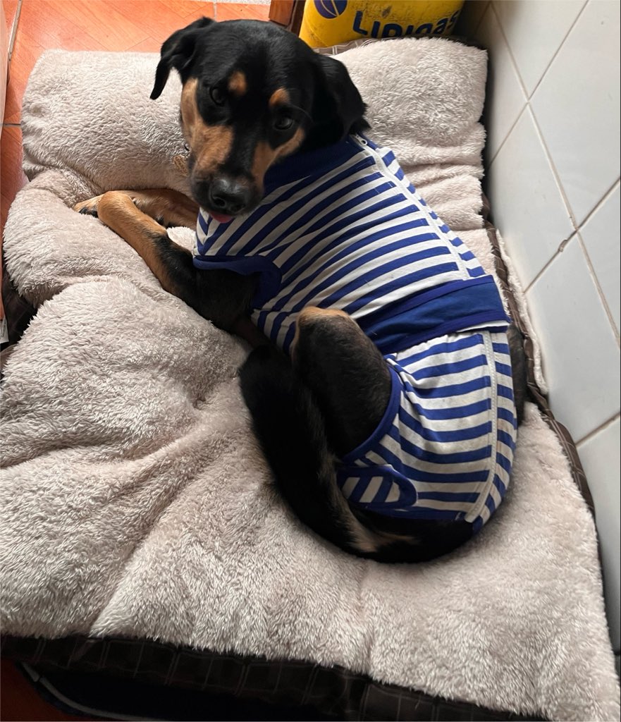carolinapinoc's tweet photo. En San Fernando dejando a Martín! Para q empiece nva vida lejos del abandono! Ya recuperado de su mega cirugía, en 2 meses app venimos x el para llevarlo a Stgo a sacarle fijaciones, pero desde hoy cambia su vida! Gracias Juan!!! https://t.co/4a4F6bKGjb
