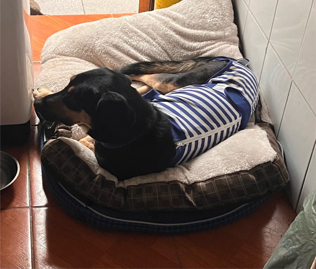 carolinapinoc's tweet photo. En San Fernando dejando a Martín! Para q empiece nva vida lejos del abandono! Ya recuperado de su mega cirugía, en 2 meses app venimos x el para llevarlo a Stgo a sacarle fijaciones, pero desde hoy cambia su vida! Gracias Juan!!! https://t.co/4a4F6bKGjb