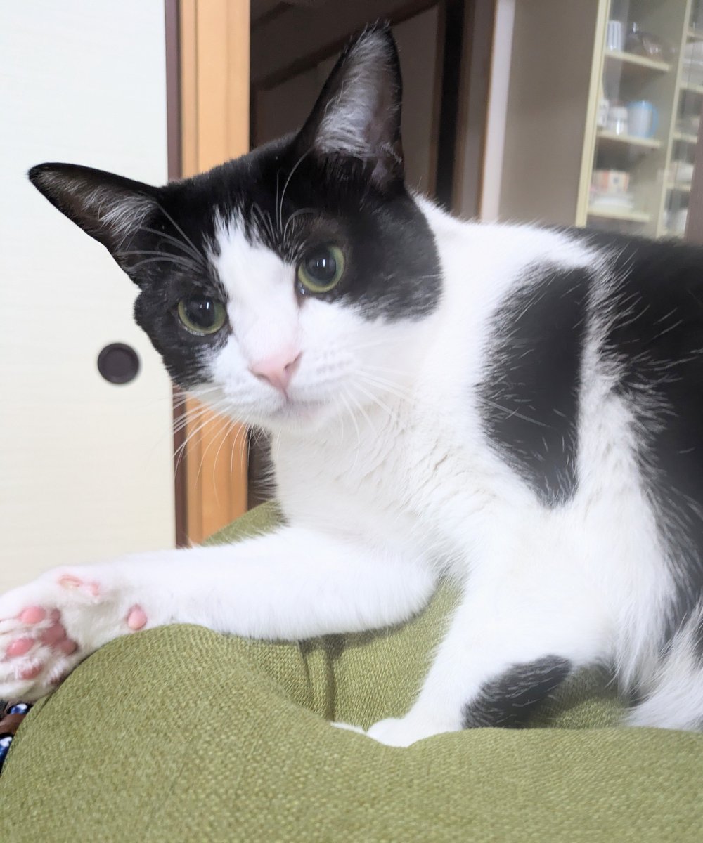 CdBdmFktqQLnZ6e's tweet photo. おはようございます😺　今日もよろしくお願いしますm(__)m　　少しゆっくり寝られて（といっても４時起きですが😆）動き出してます😊　まーは猫パンチ3秒前😅　虎太を追い出しレオがサークルに😊　今日も暑さに気をつけて良い１日をおすごしくださいね💞 https://t.co/kjQK4mBgUP