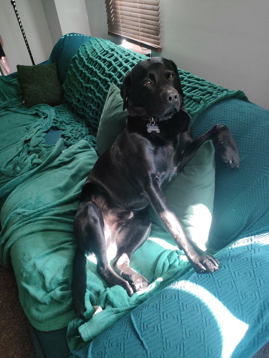 NormalGuy11555's tweet photo. @BROKENBRITAIN0 Here's the gentleman, 2 year old Mr Winston. https://t.co/UAwH1mdShI
