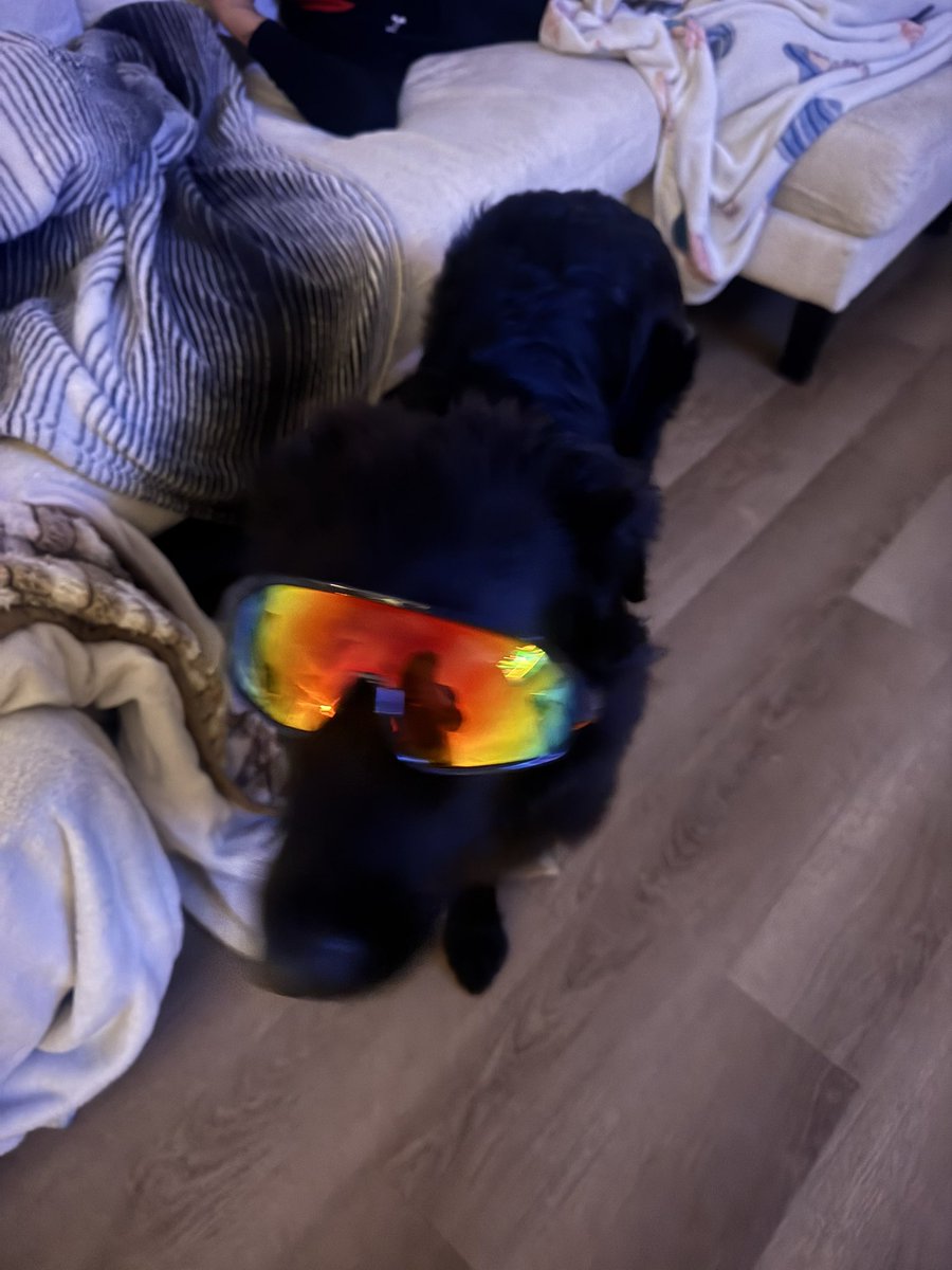 lilpuff16's tweet photo. One day ima tokenize my dog Winnie mc winster https://t.co/MwPx4JAIT8