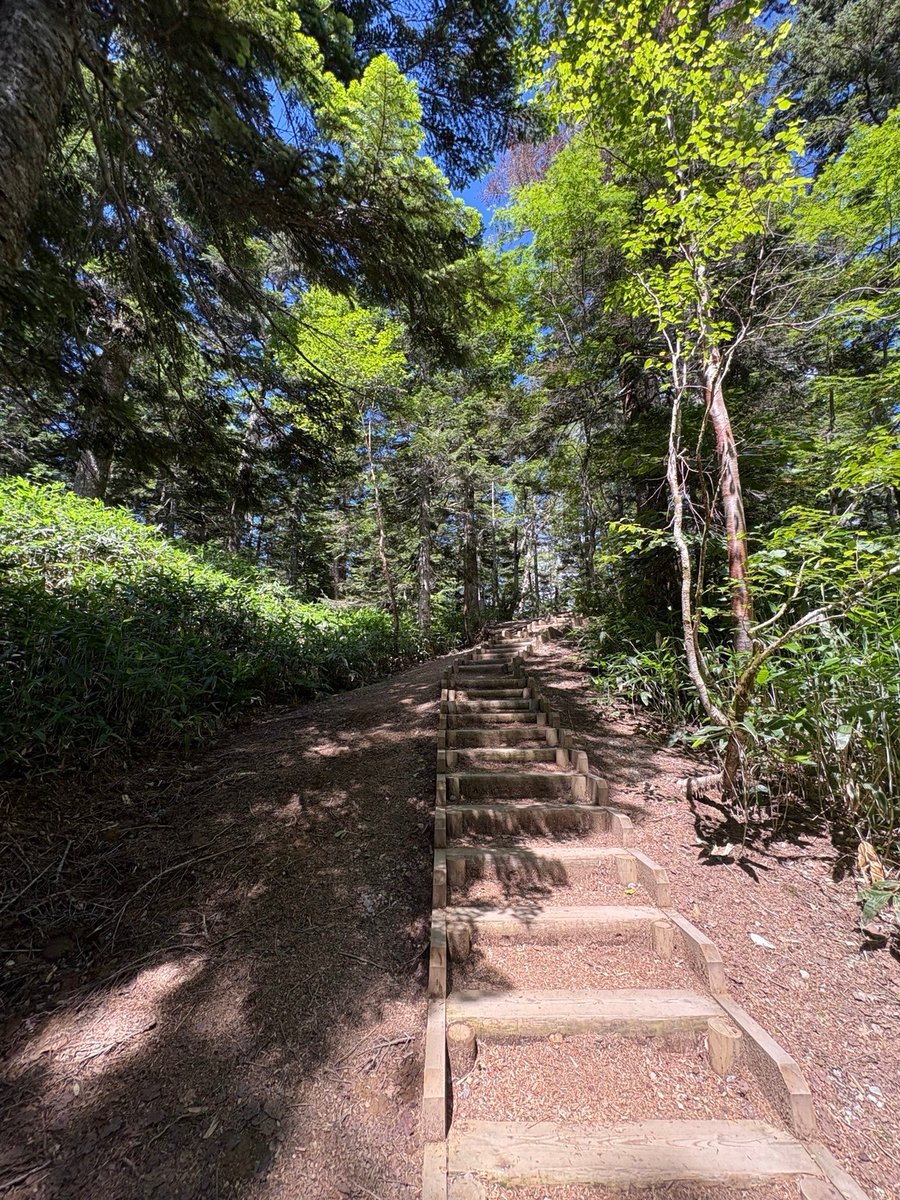 justonestep2025's tweet photo. Every step leads to a new adventure.
#StaircaseSaturday #Nature #ForestTrail https://t.co/RqXwiA0Rkw