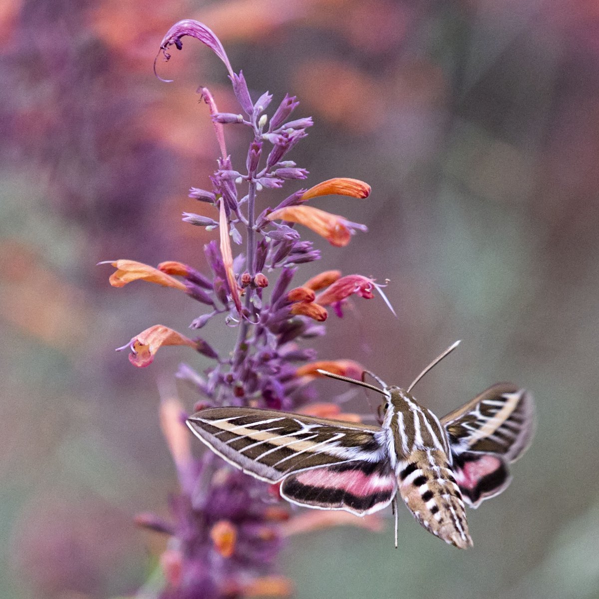 SandySmith26248's tweet photo. Post your Purple and Orange Photos https://t.co/SiFiHlUxjz