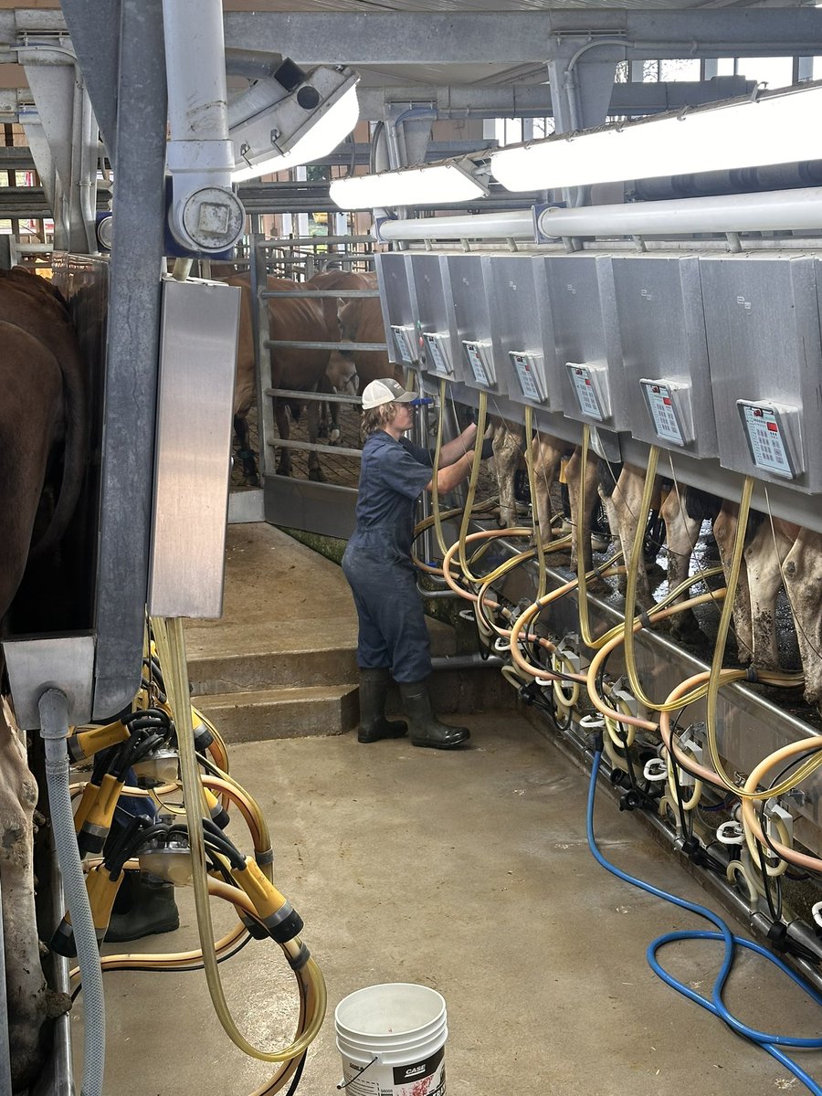 MillersDairy's tweet photo. Jack in the parlour milking, Richard feeding and bedding, Marie doing barn chores and John keeping the business rolling. and please I have four adorable kittens that need homes! #jerseycows #milkingparlour #millersdairythegirls #adorablekittens💗 https://t.co/2MYodboElt