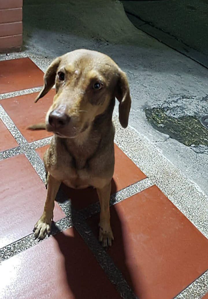 Hospedajeanimal's tweet photo. Esta perrita está aparentemente perdida, está en la carrera entre calles 53 y 54, Barquisimeto, está en celo, si alguien la reconoce llamar a: 0414-5081821 - 04161041782. https://t.co/7soU1oY3DO
