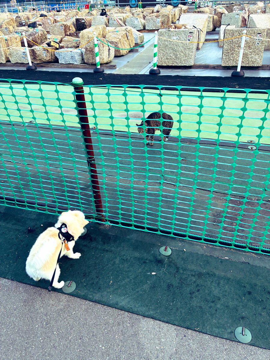 sinn_656's tweet photo. 早朝🏯🚶‍♀️🐕
暑すぎて日の出と共に出撃。なんとも言えない雲。
ネッコと対峙しながら天守閣まで登ると2018年に崩落した石垣の根本の部分から再構築が始まっている模様。 https://t.co/cYkAzpF3xT