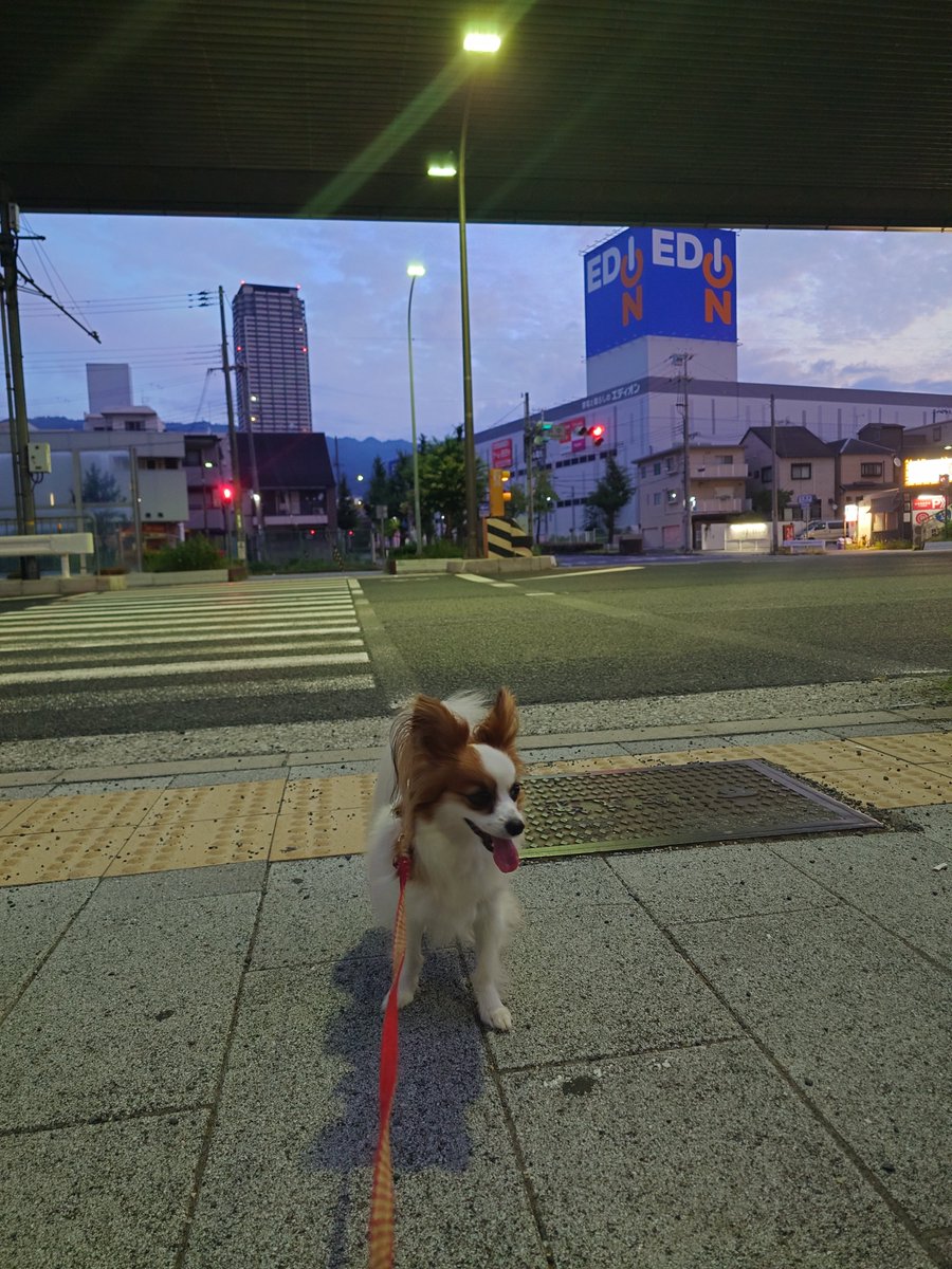 ponyonyoika's tweet photo. 一晩中下痢で苦しんだハナちゃん https://t.co/Z4Pgr55Xs2