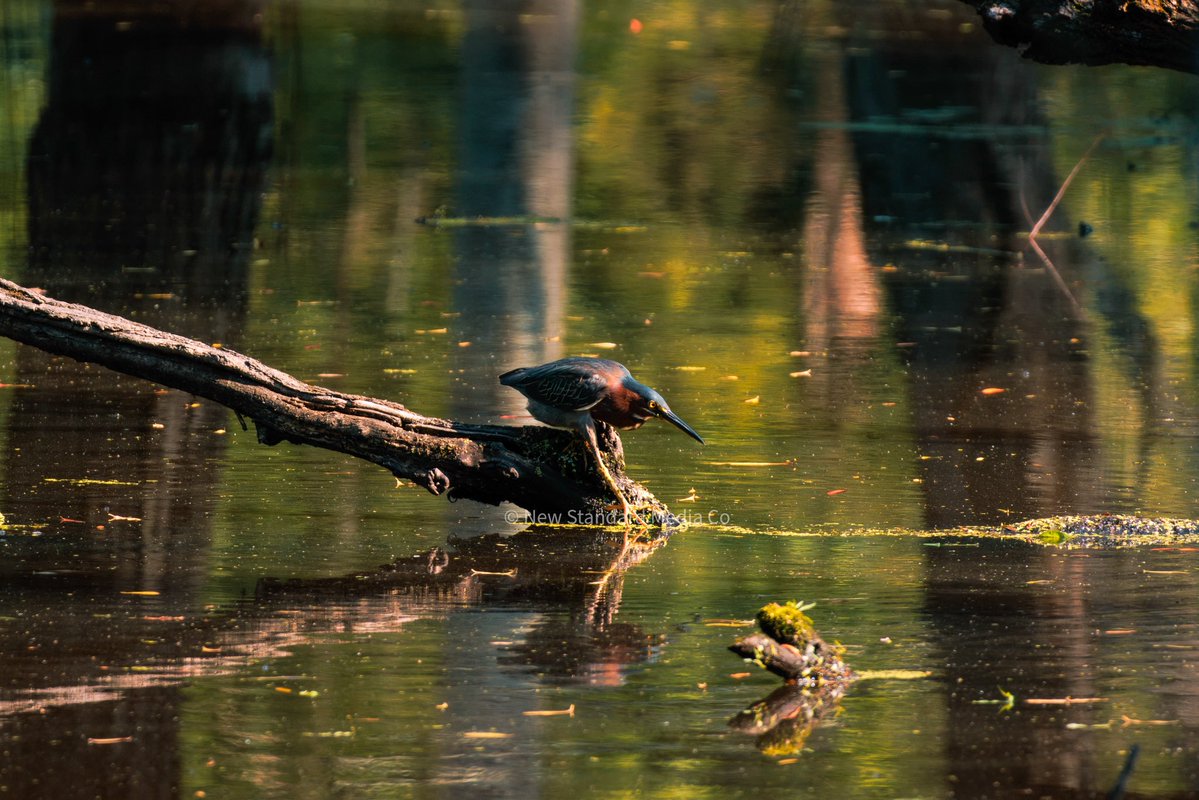 FieldNoteInfo's tweet photo. One of the few bird species known to use tools, the Green Heron drops bait onto the water to lure fish in to catch them

Have you ever seen one in the wild? Share your story below! 👇

#GreenHeron #BirdPhotography #Birding #WildlifePhotography #NaturePhotography #Wildlife #Nature https://t.co/AhrDSJgSbq