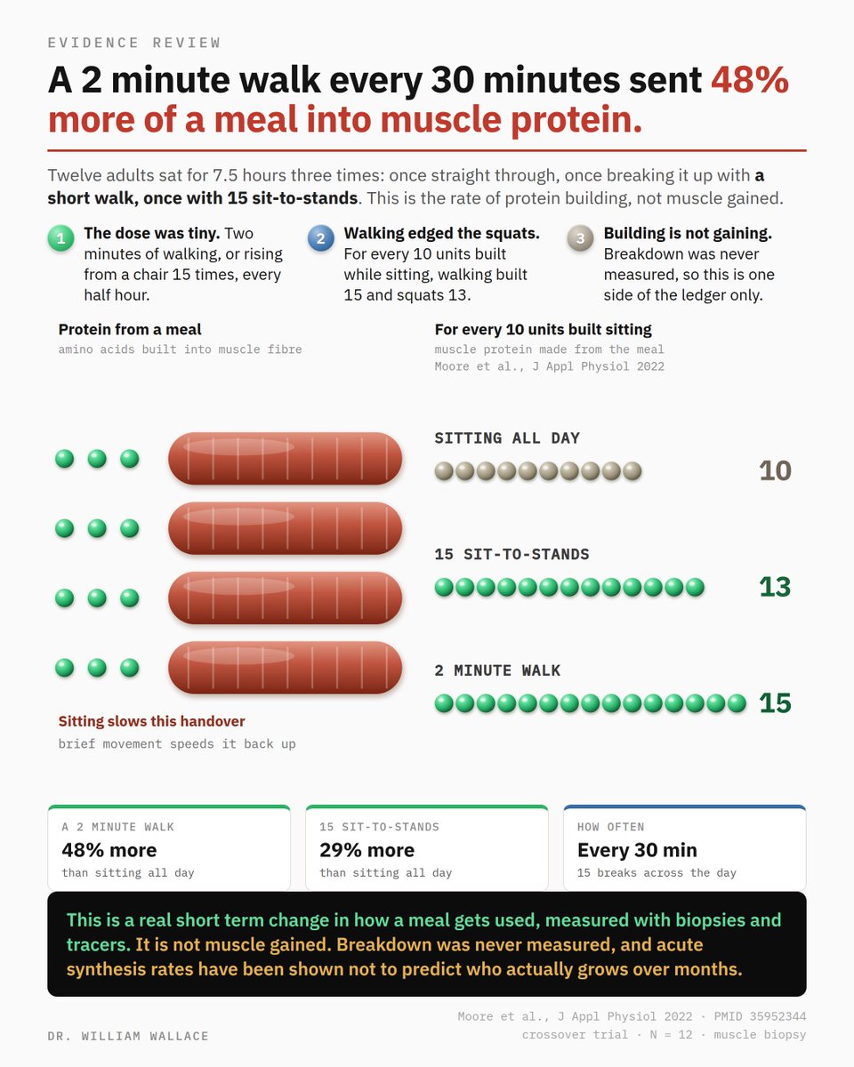 WilliamWallace's tweet photo. Protein does not become muscle just because you ate it.

After a meal, amino acids arrive in the blood and muscle has to accept them and build them into contractile protein. That building is only half the ledger. Muscle protein is broken down continuously as well, and net change is the difference between the two. Most short studies, including the ones below, measure only the building side.

When researchers cut the daily step count of ten healthy 72-year-olds by around three-quarters for two weeks, the after-meal building response fell by roughly a quarter. Fasted rates did not change. Leg fat-free mass dropped almost 4 percent in a fortnight, alongside worse insulin sensitivity and higher inflammatory markers.

A Toronto group then ran the experiment forwards. Twelve adults sat for seven and a half hours on three separate days, eating identical meals labelled with tracers so the amino acids could be followed into muscle. One day was uninterrupted sitting. On the others, every thirty minutes they either walked for two minutes or rose from a chair fifteen times. Muscle was biopsied directly.

For every ten units of muscle protein built during the sitting day, the sit-to-stand day built thirteen and the walking day built fifteen. Two minutes of walking, taken fifteen times across a working day, changed where a meal's protein ended up.

In 23 untrained men, acute post-exercise building rates rose 235 percent after a first training session, then showed essentially no relationship with the hypertrophy those same men achieved over the following sixteen weeks. The correlations were near zero. Quadriceps volume grew 7.9 percent on average, with individuals ranging from slightly negative to nearly 25 percent, and the acute measurement predicted none of that spread.

So these trials describe how a meal gets handled on the day, which is a real and useful thing to know. They do not identify who builds muscle over months, and they never measured breakdown.

Prolonged sitting appears to blunt what a meal does. Interrupting it costs two minutes.

Moore et al., J Appl Physiol 2022 · PMID 35952344
Breen et al., J Clin Endocrinol Metab 2013 · PMID 23589526
Mitchell et al., PLoS One 2014 · PMID 24586775