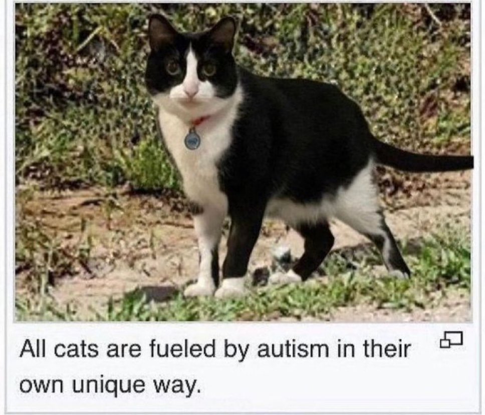literallymecats's tweet photo. https://t.co/T8fHAUm4Ex