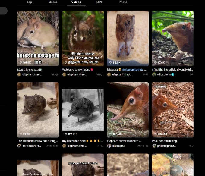 KazioNFA's tweet photo. Just found the next animal meme runner. The sengi is being crowned the toughest animal alive, and it's insanely memeable. Its traditional name is "elephant shrew," and sengi is the more modern name. I mean just look at these little fuckers, they got so much aura

https://t.co/y1XR4O5F9o

https://t.co/gaylJC7PwD