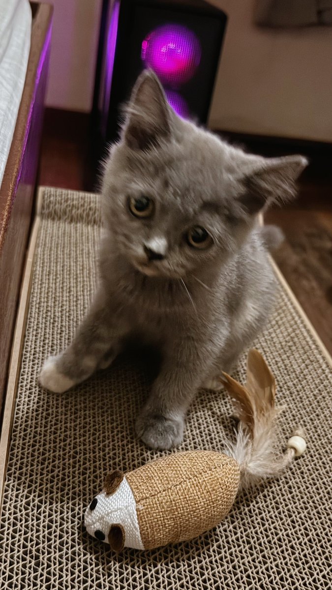 reevedthrnd's tweet photo. First night with my adopted kitten, Chrome. 

Wag niyo na itanong bat sa 7/11 siya binigay sa akin. 

WELCOME HOME, CHROME!! https://t.co/YIKcKpGTnz