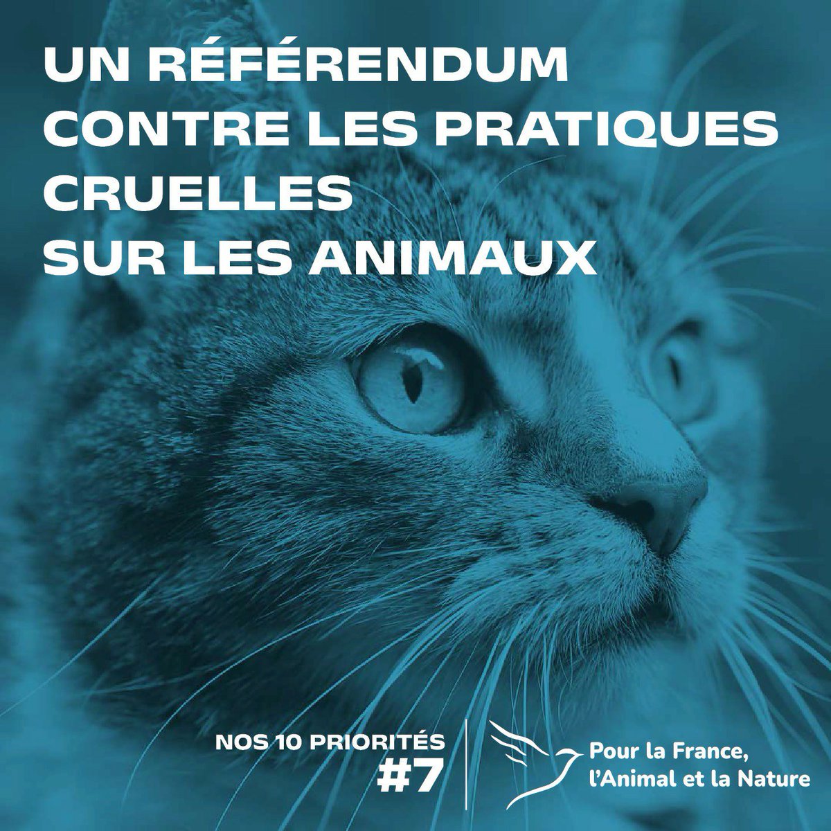 Parti_PFAN's tweet photo. Nos 10 priorités !

7/10 : un référendum pour abolir les pratiques cruelles sur les animaux. 

Parce que le respect de l'Animal rassemble, et que c'est au peuple de trancher.

https://t.co/h4lLbsI3Zn https://t.co/0UDNgMAjoB