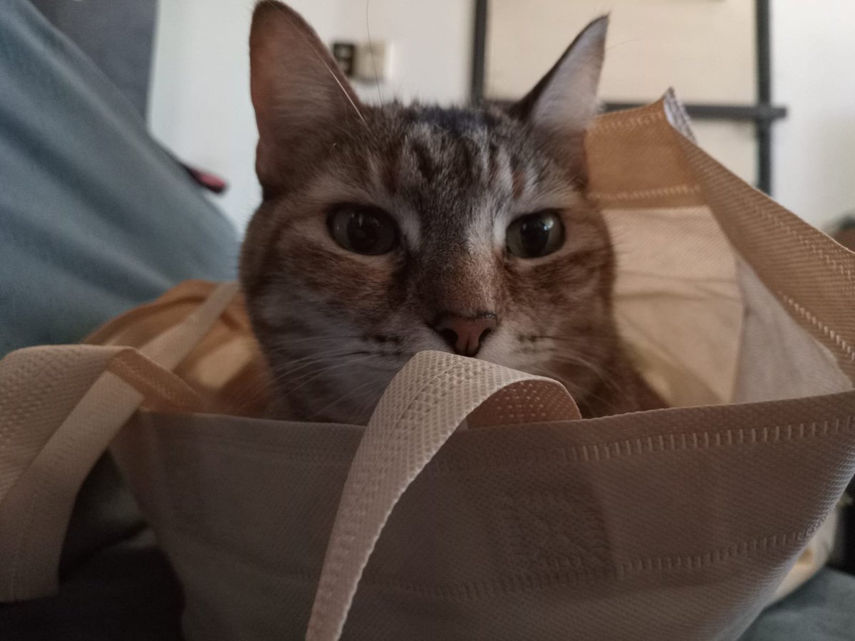 claucarchet's tweet photo. Hola @todonoticias  #sabadoentn ! Acá, desde San Martín Mendoza, Luna se resigna dejar la siesta, hoy tocó dormir en la bolsita 😃 https://t.co/125oT23t0d
