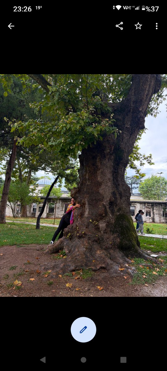 AEcem94070's tweet photo. Muhteşem Süleyman camii'nin,muhteşem ağacı https://t.co/iF1oNSsVux