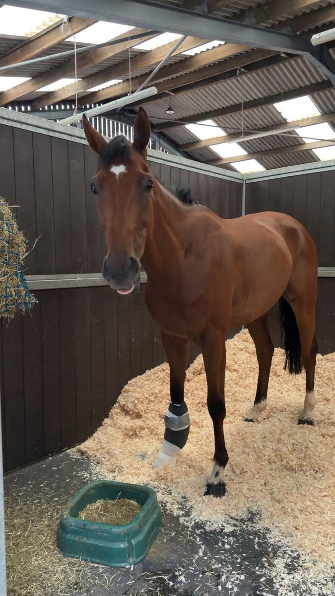 IsmailElmagdoub's tweet photo. Home 🥹 #Tripoliflyer
Huge thanks to @BethMcCabe and all the amazing team at @NewcastleRaces 🙏🙏 for taking such good care of my boy and getting him home safely 🙏🙏 https://t.co/D6a2liyIWG