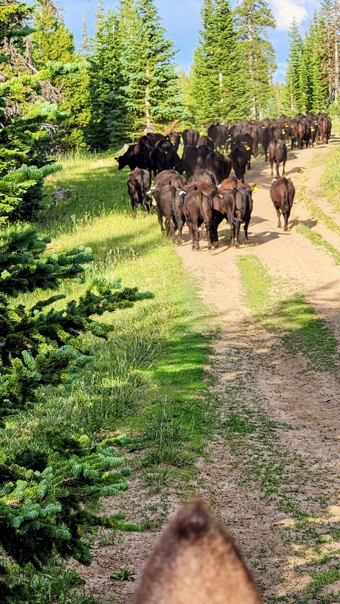 mbacowboy's tweet photo. Moving yearlings by yourself is all fun and games until you hit the timber. https://t.co/oKUlA6BeZ9