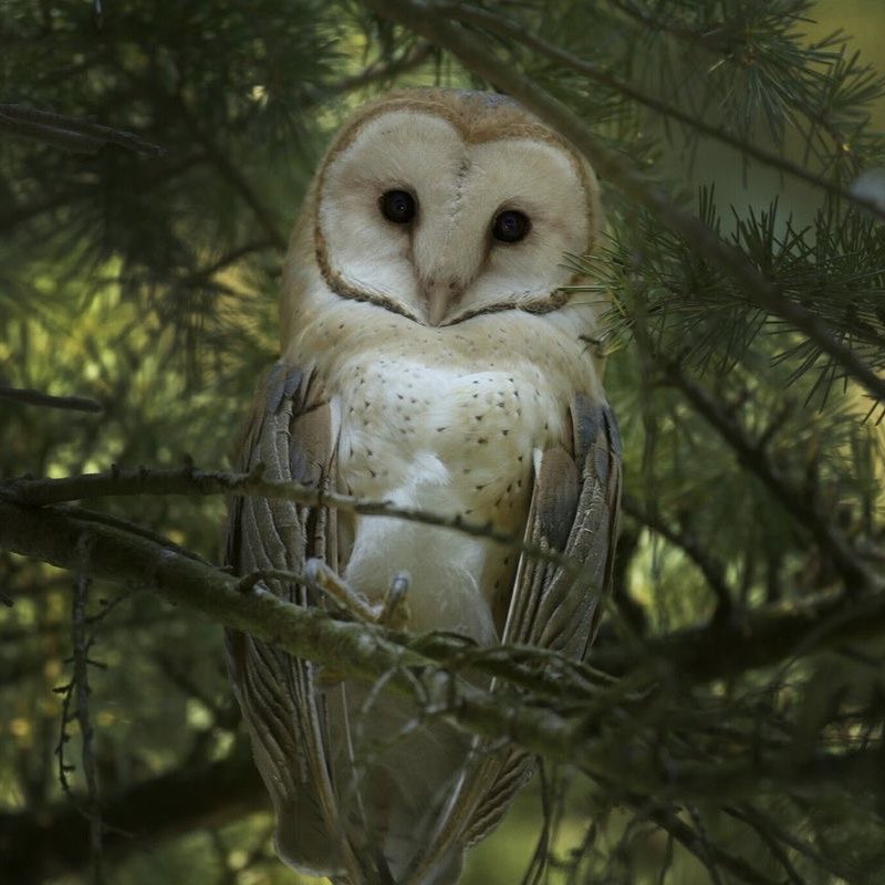 cleanrotting's tweet photo. he looks like a barn owl with those sweet eyes </3 https://t.co/AmcqnJJNRX