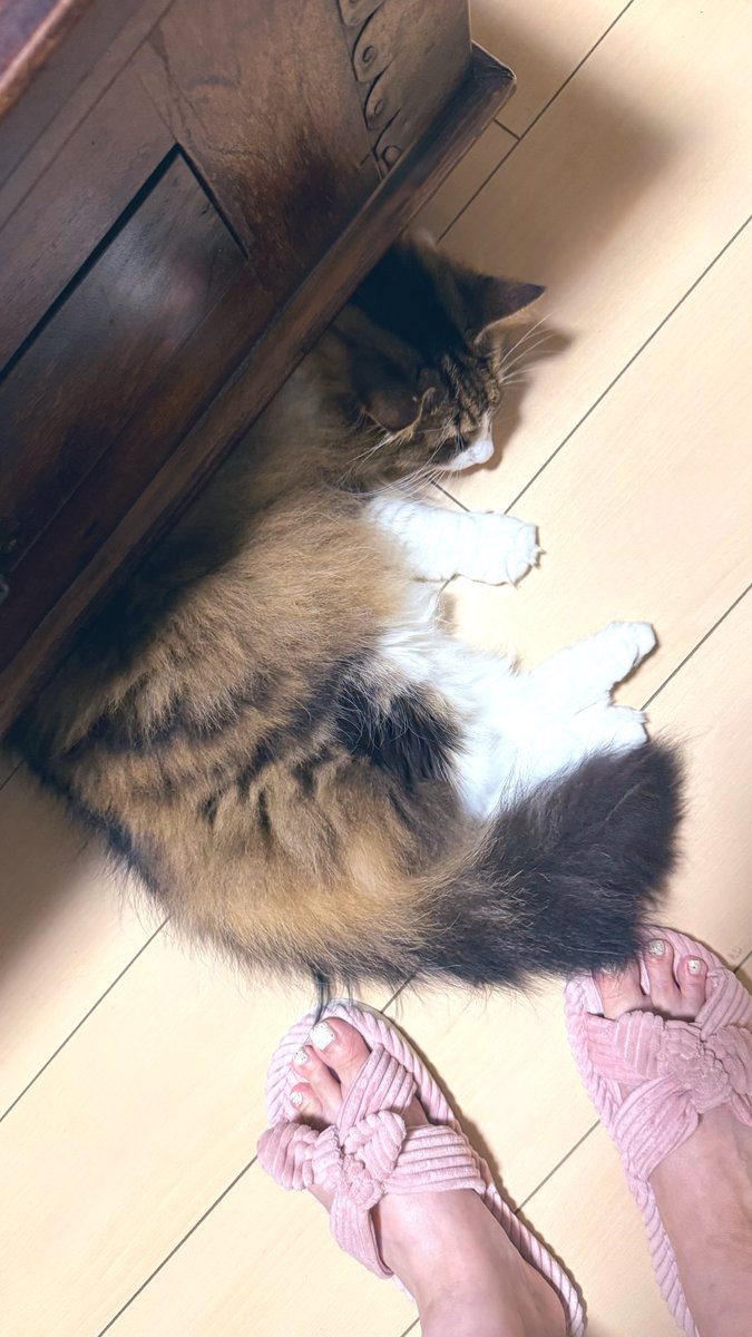 paramitter's tweet photo. 世界一わかりやすい
頭隠して🍑隠さず🤭 https://t.co/GTTGCUn1QY