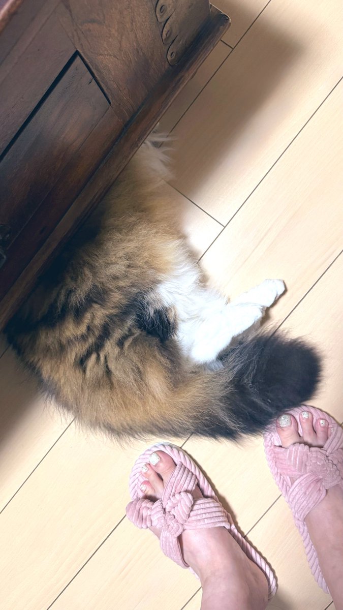 paramitter's tweet photo. 世界一わかりやすい
頭隠して🍑隠さず🤭 https://t.co/GTTGCUn1QY