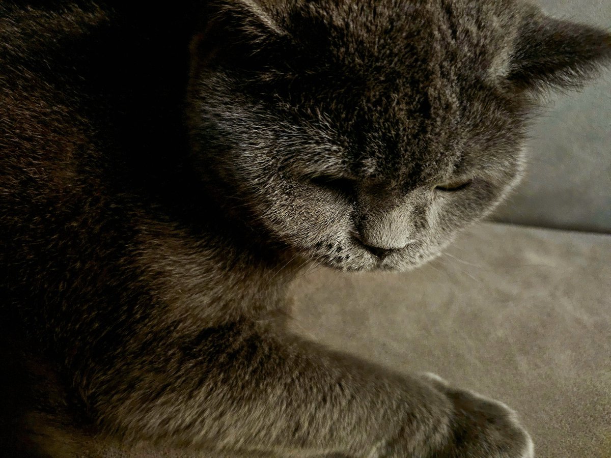 kendisininemeli's tweet photo. Şüşşkoo kedi😋

#geceyebirkedi https://t.co/rYEaFOplwM