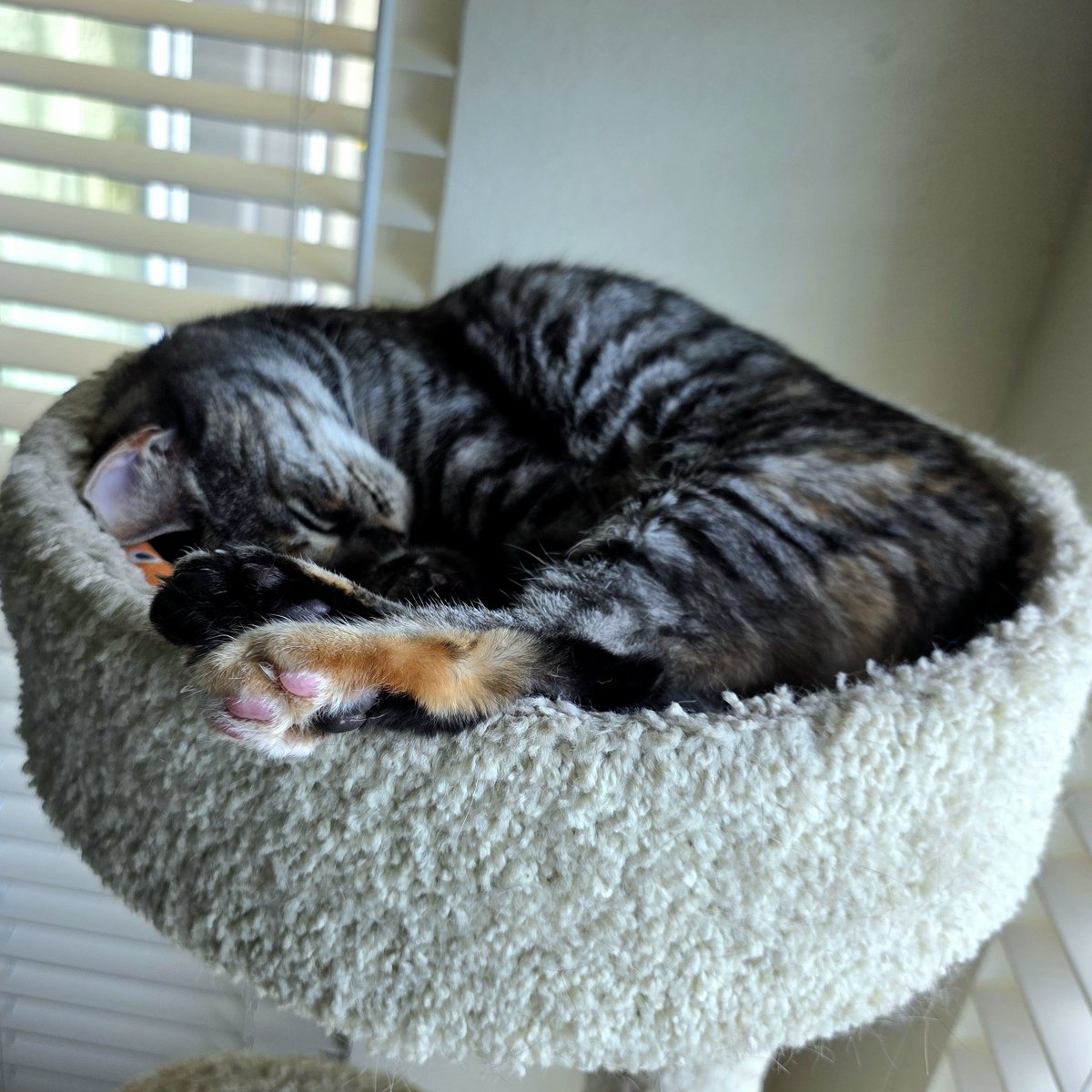 LanceBlizzGamer's tweet photo. Get comfortable it warm out. #LunaCat #Caturday https://t.co/lEAHJTmYEO