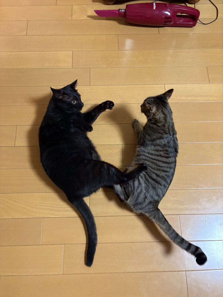 sarami_2023's tweet photo. おはようございます🤜 https://t.co/Dyh3qYGEoY