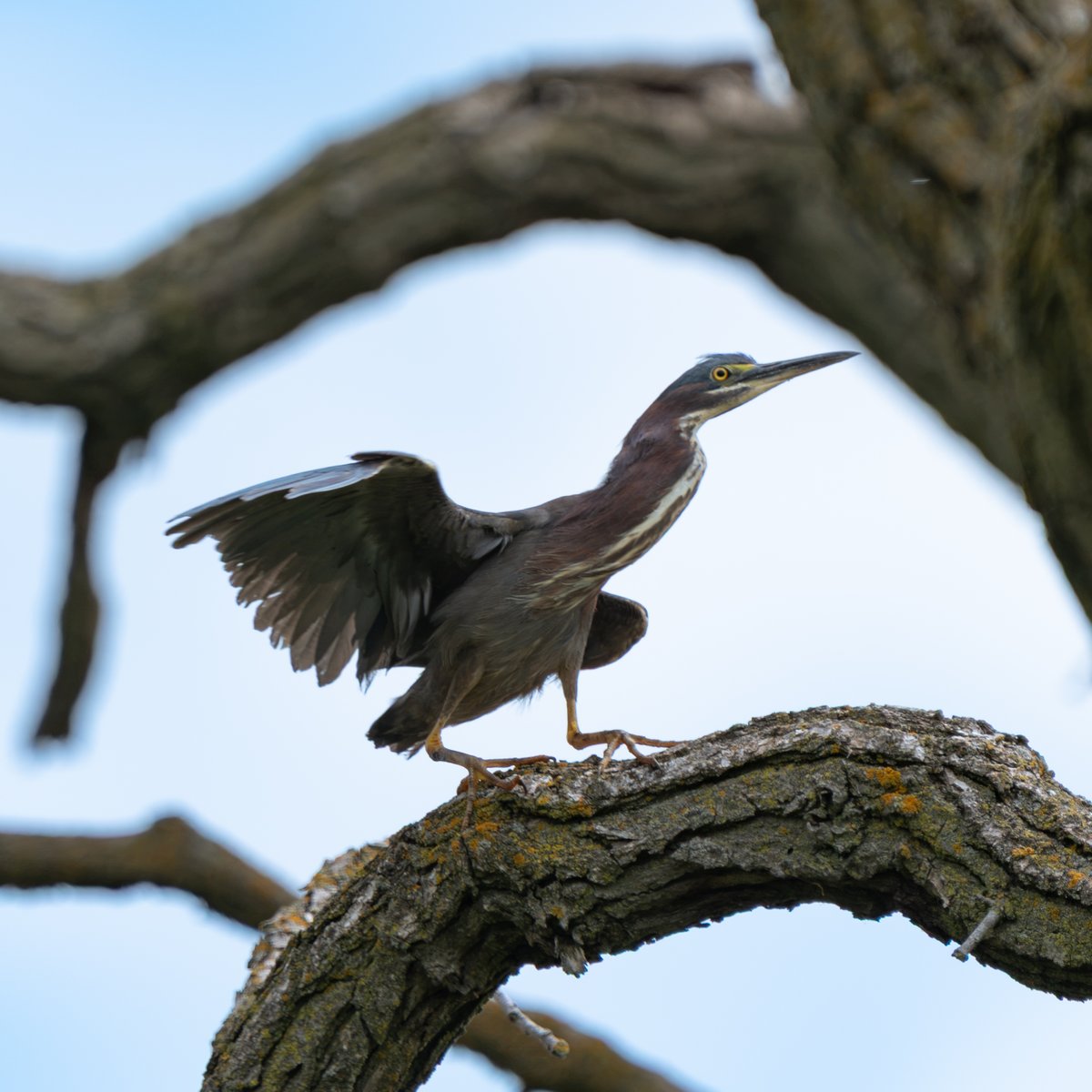_natastrophe_'s tweet photo. Birds I saw yesterday https://t.co/SjGOpQSv22