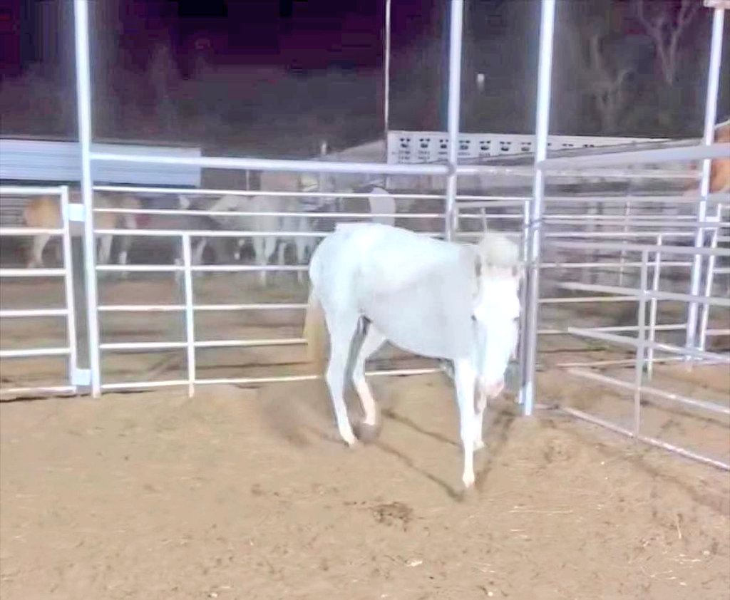 DeniseVale78961's tweet photo. https://t.co/7RQGu6FLsc
💛🌼🎠 DAISEY 🎠🌼💛 She is ALMOST HOME Folks!!! 🎠🌼💛 Please Join Me in bringing Her in 🎠🌼💛 & given a SAFE Life... ALL donations are Welcomed & are TAXdeduct😊 See Rescue link #inpost 🎠🌼💛 https://t.co/gAWQyYb5qQ