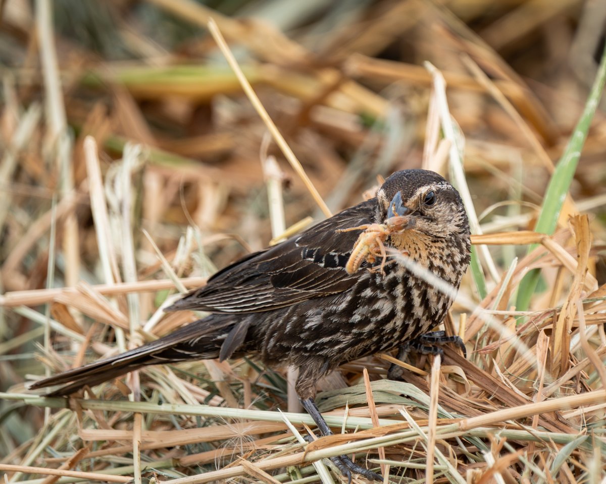 _natastrophe_'s tweet photo. Birds I saw yesterday https://t.co/SjGOpQSv22