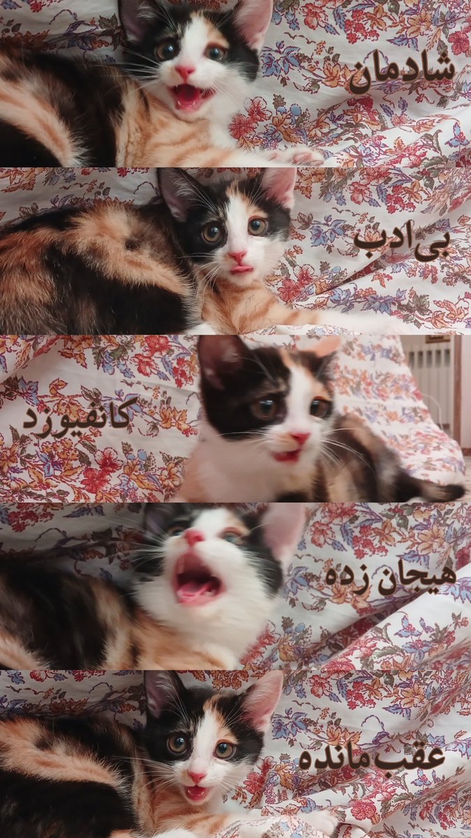 Kiwianam's tweet photo. Give نازنین محمود the Oscar rn😾 https://t.co/eEnzsuc3sf
