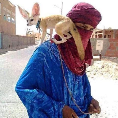 Exrrhm1h's tweet photo. @ForeverF22 @Rjx159 السكان الأصليين للصحراء الكبرى 💙 https://t.co/sHrEA5CqJq
