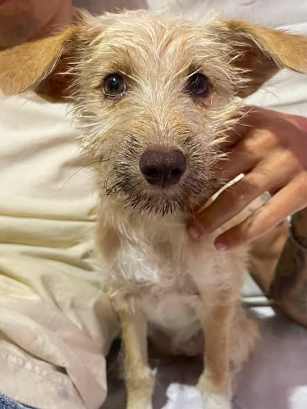 A64029345's tweet photo. SIGUE BUSCANDO HOGAR 📷📷
La familia adoptiva de "Kira" por razones personales no pueden tenerla más.
¡Seguimos buscando un hogar digno para ella!
Es una cachorra de 4-5 meses aproximadamente, necesita un hogar seguro lleno de amor, ya ha pasado por mucho.
: 04127580290
DIFUNDA https://t.co/8JiakzOh9a