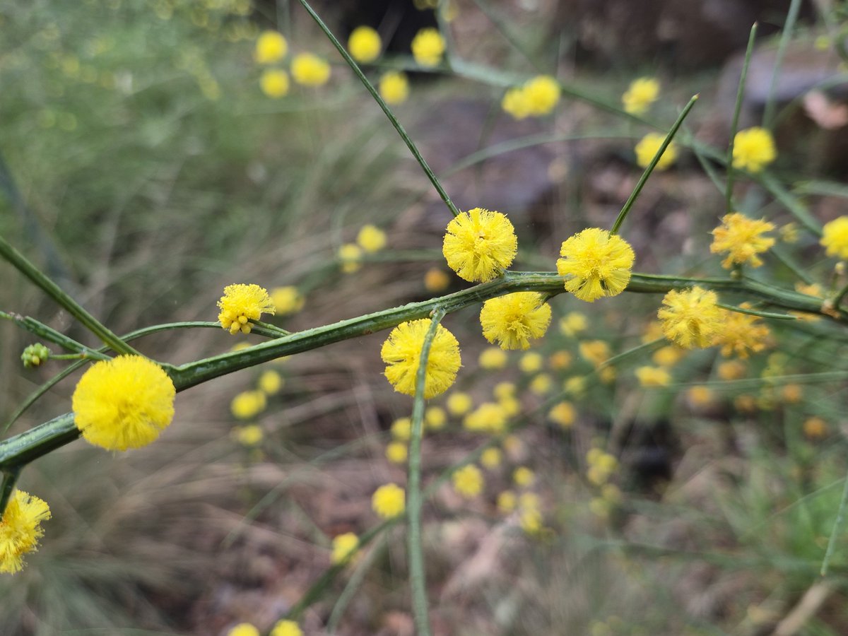 StuartWilliams_'s tweet photo. Wiry wattle
Acacia exstensa, from the south-west of Western Australia https://t.co/uaz6se2i5s