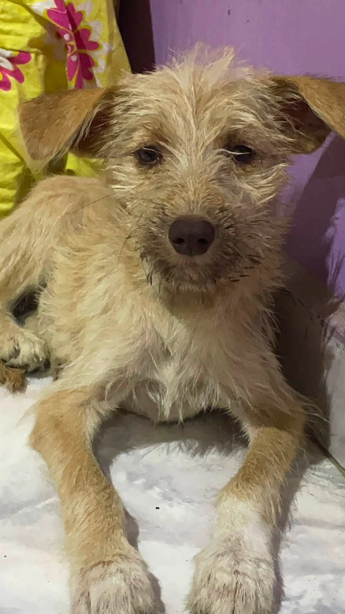 A64029345's tweet photo. SIGUE BUSCANDO HOGAR 📷📷
La familia adoptiva de "Kira" por razones personales no pueden tenerla más.
¡Seguimos buscando un hogar digno para ella!
Es una cachorra de 4-5 meses aproximadamente, necesita un hogar seguro lleno de amor, ya ha pasado por mucho.
: 04127580290
DIFUNDA https://t.co/8JiakzOh9a