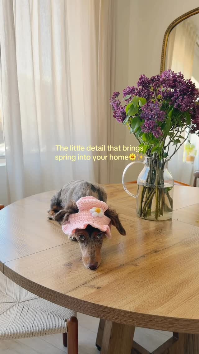 justlittlefig's tweet photo. Passenger Princess🤎🚖👜✨
____
#minidachshund #longhaireddachshund #passengerprincess #puppyofinsta #cutepuppy https://t.co/hIFAG7z5Sa