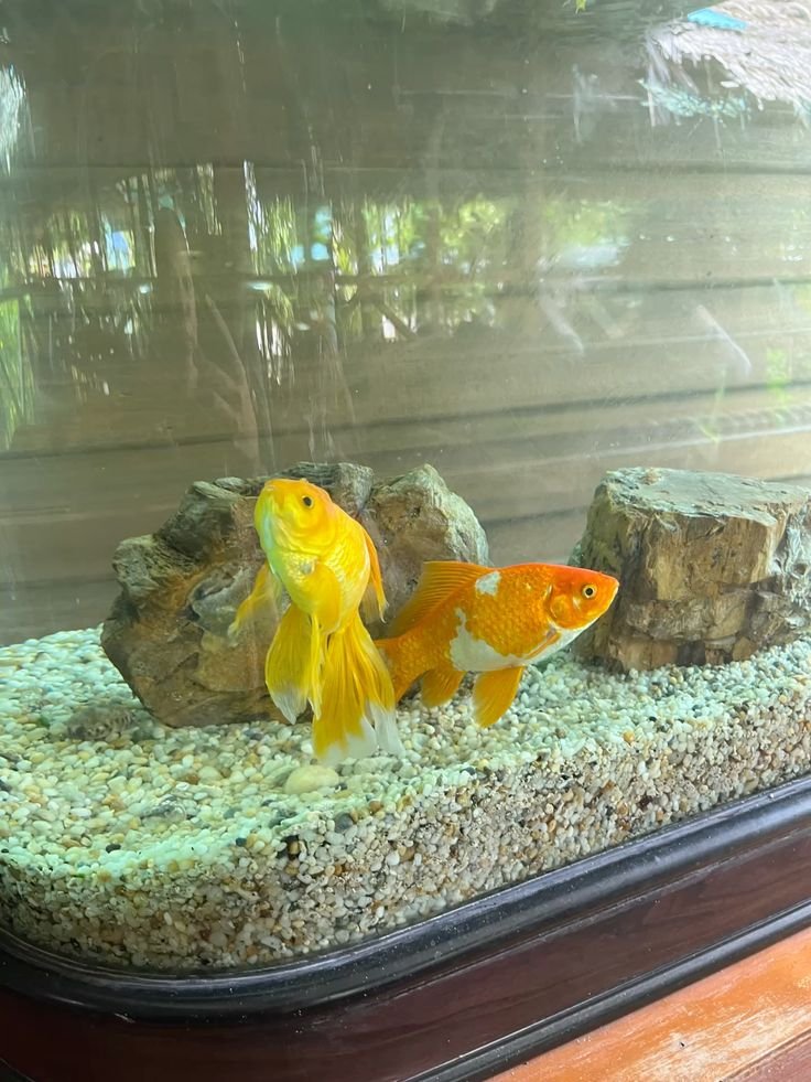 deadrosine's tweet photo. May I present to you my little friends. I must confess they don't talk much, but I'm quite fond of them! Just look at these eyes https://t.co/N1ll1q1cpP